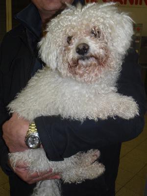 Bichon ČR - ponuke sa už nenachádza